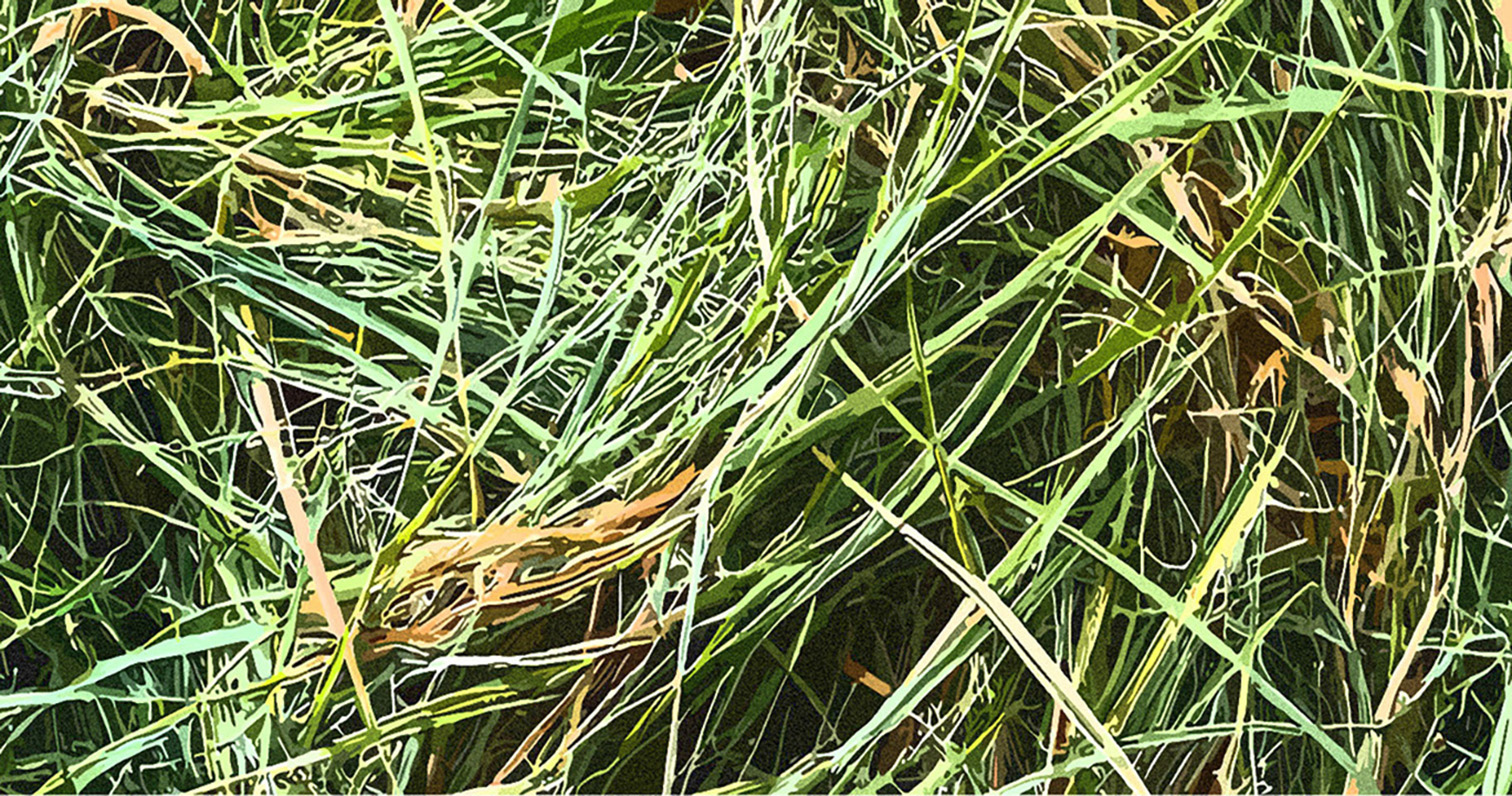 Background Image Option: Green Hay