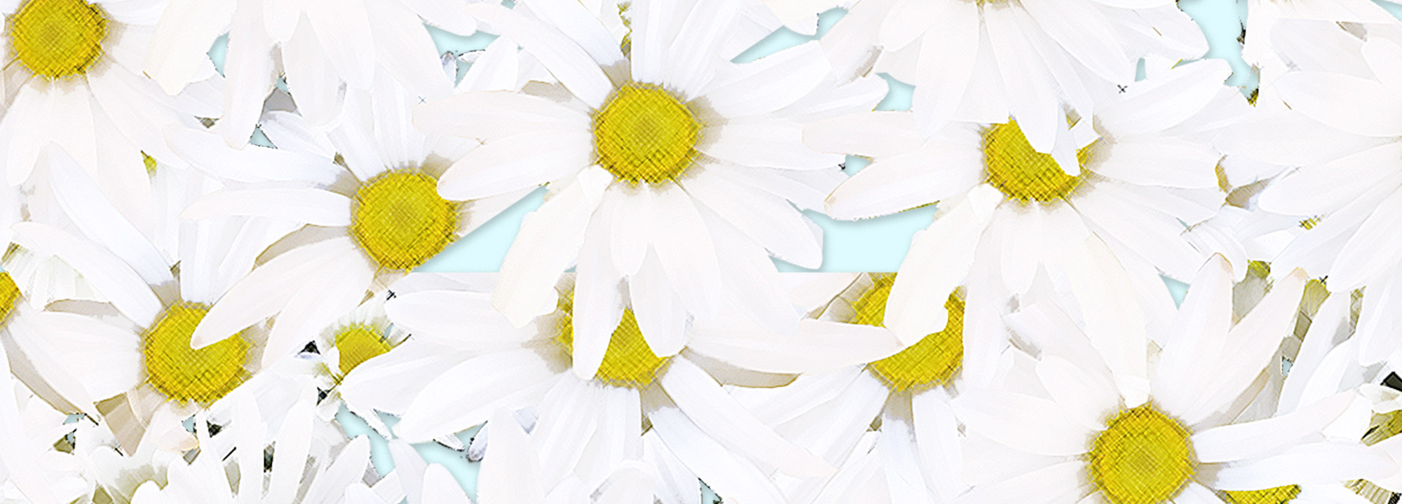 Background Image Option: White Daisies